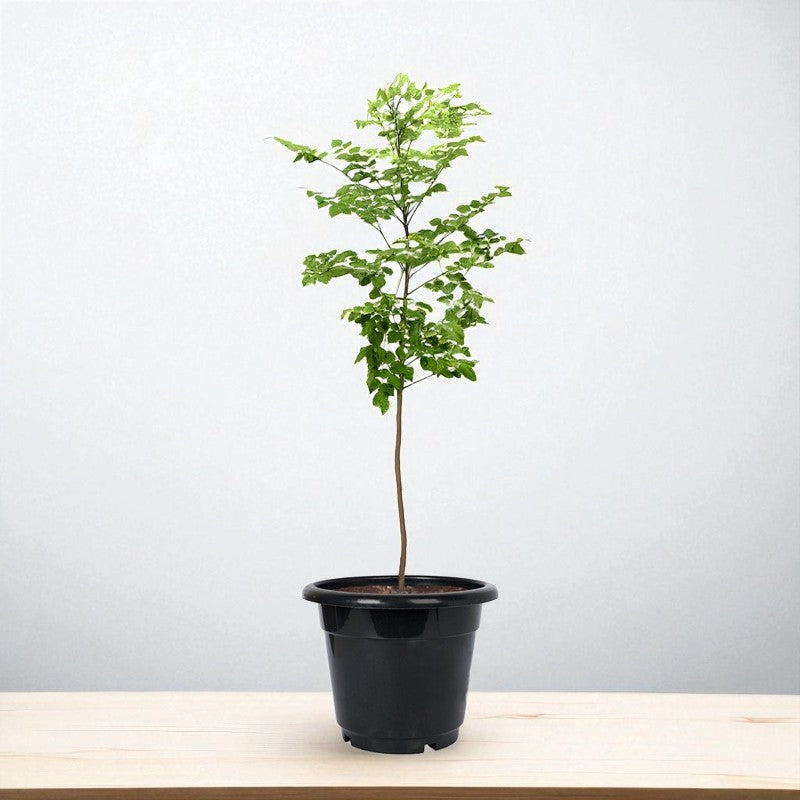 Millingtonia Hortensis - Indian Cork Tree