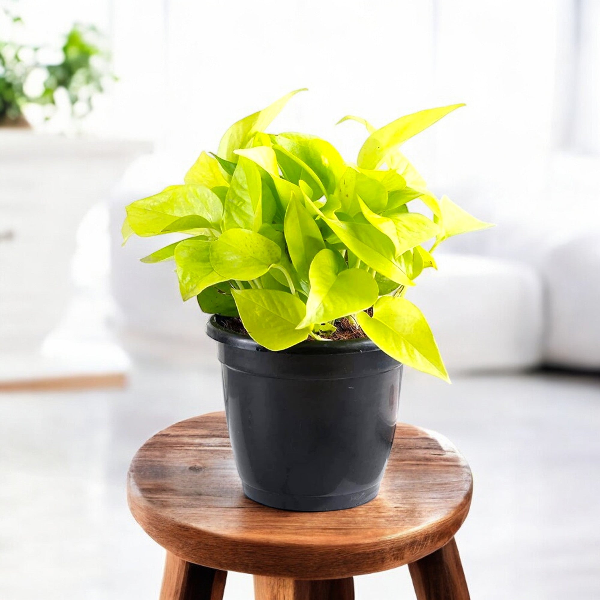 golden money plant benefits Buy Money Plant Golden online at best price