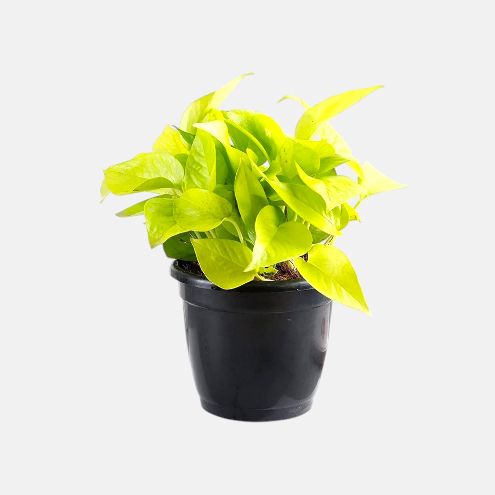 Money Plant Golden - Good Luck Plant