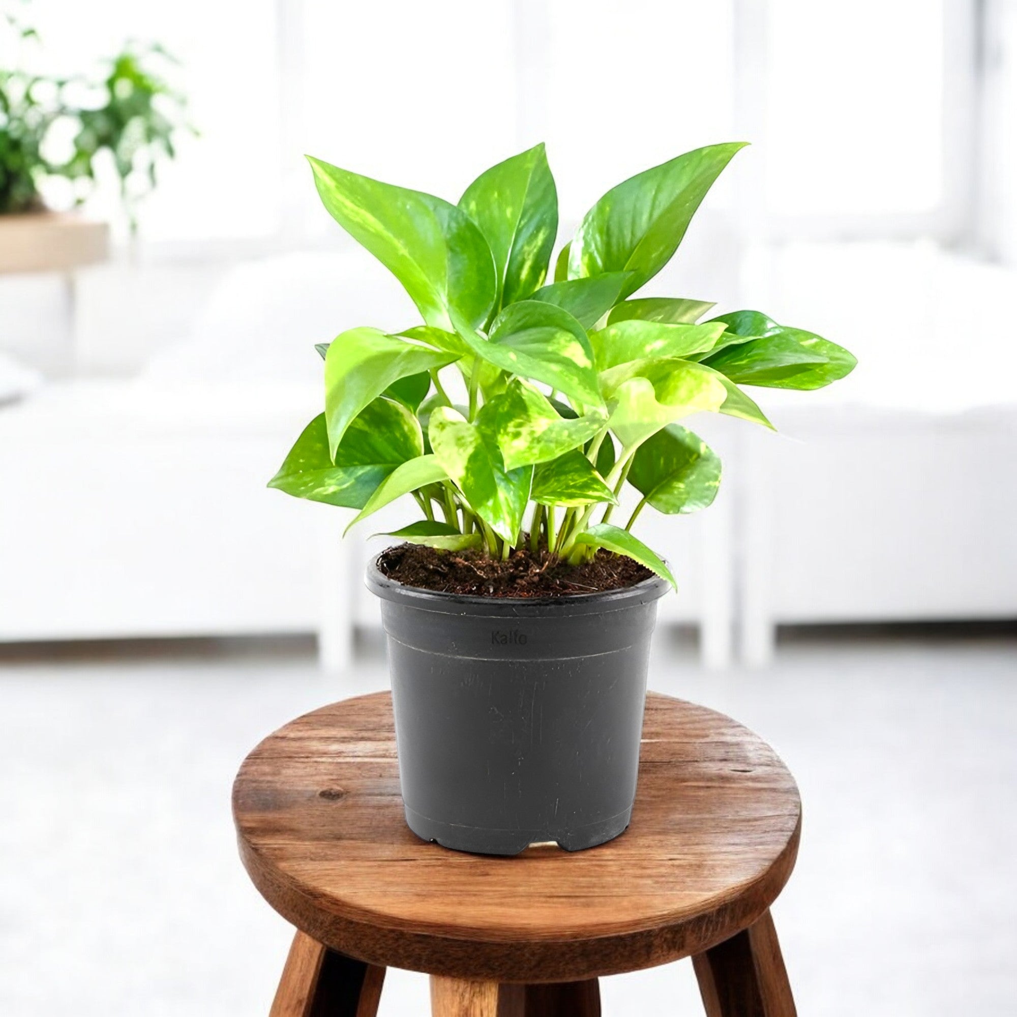 money plant in Buy Money Plant Green online at best price from plantguru
