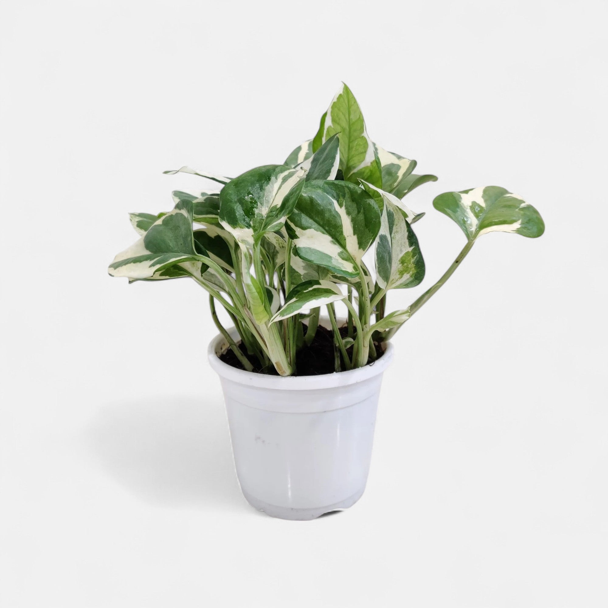 Money Plant Variegated - Scindapsus