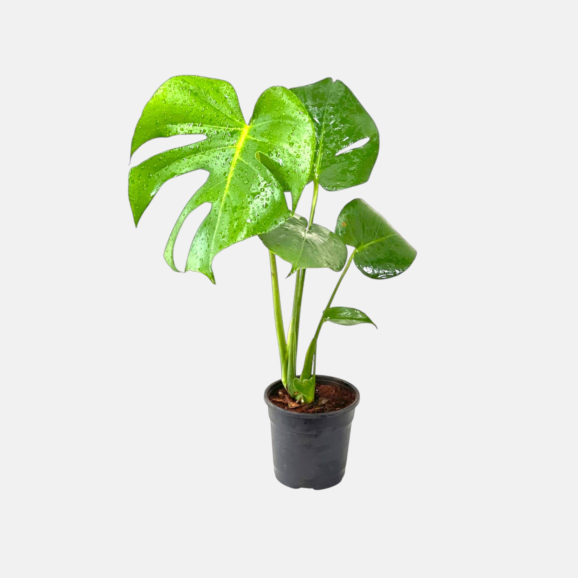 Monstera Deliciosa – Swiss Cheese Plant