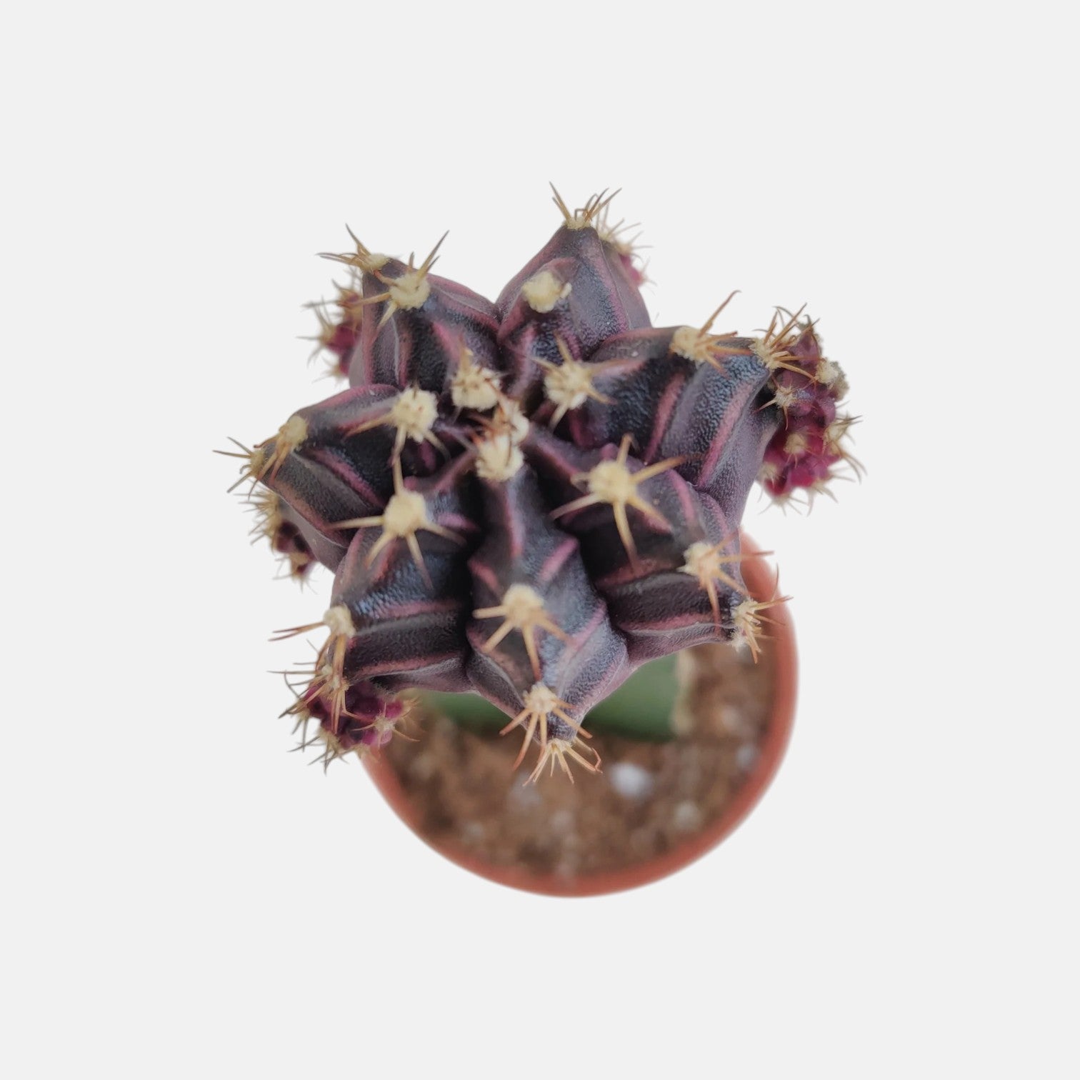 Moon Cactus Black - Grafted