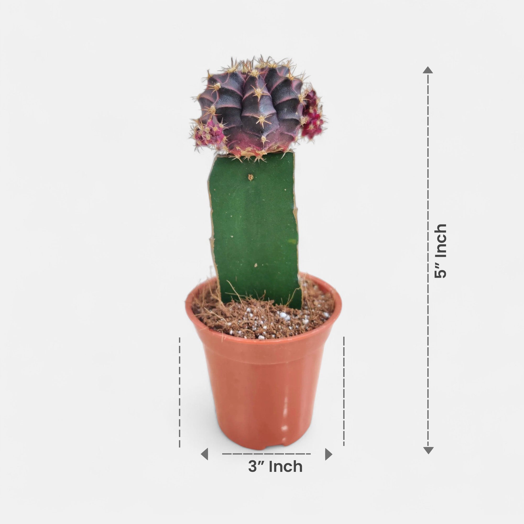 Moon Cactus – Pack of 3 | Assorted Colors (Any 3 Available)