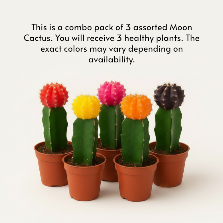 Moon Cactus – Pack of 3 | Assorted Colors (Any 3 Available)