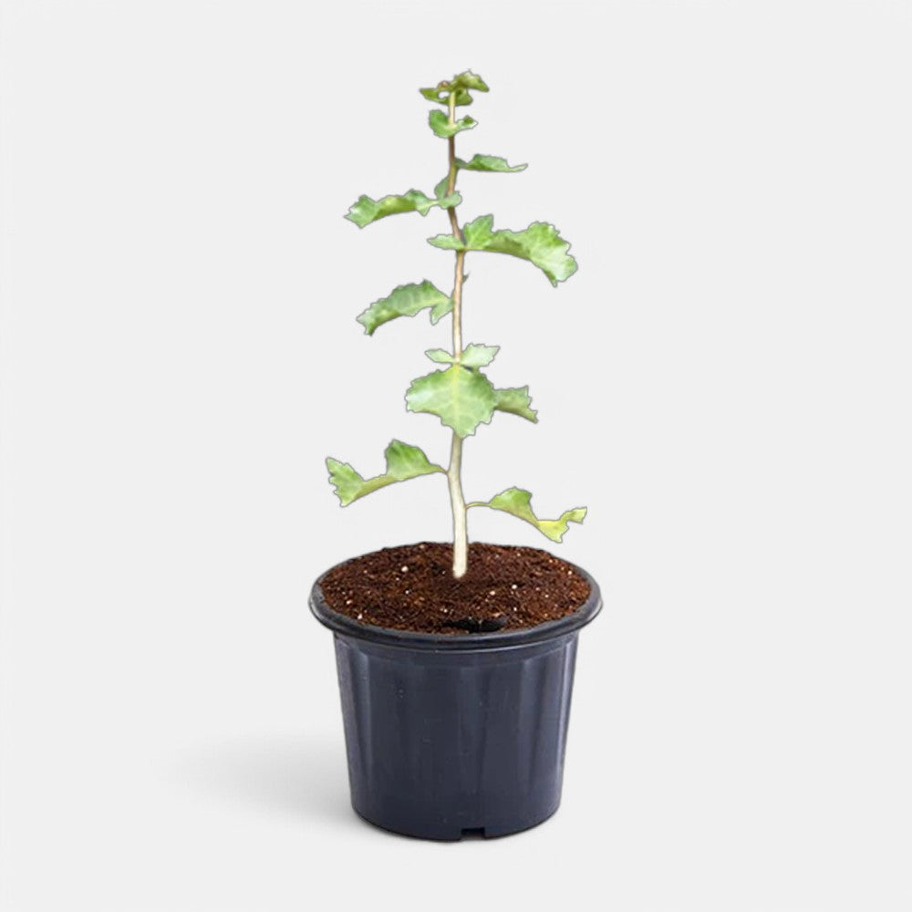 Guggul Plant | Mukul Plant | Commiphora Wightii