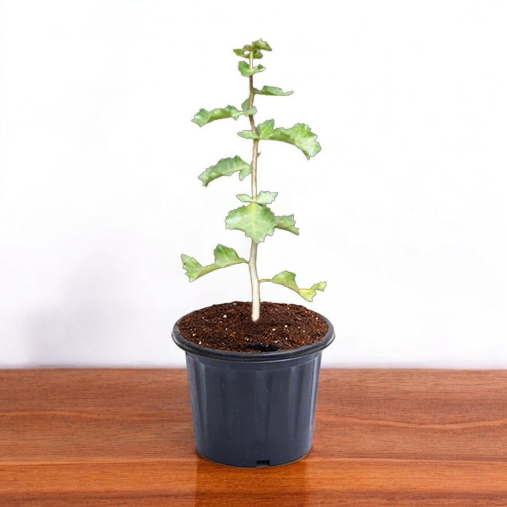 Guggul Plant | Mukul Plant | Commiphora Wightii