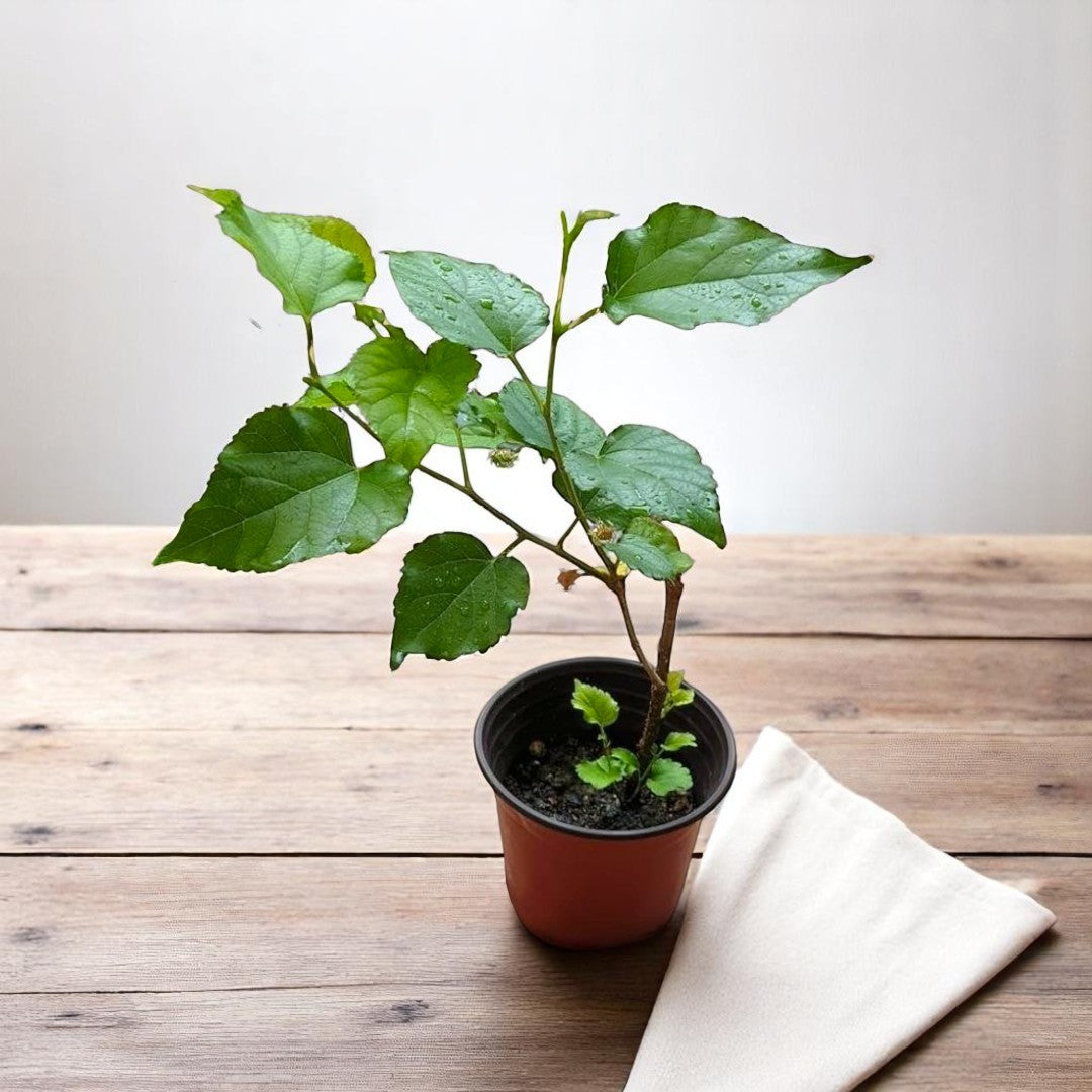 shahtoot plant online