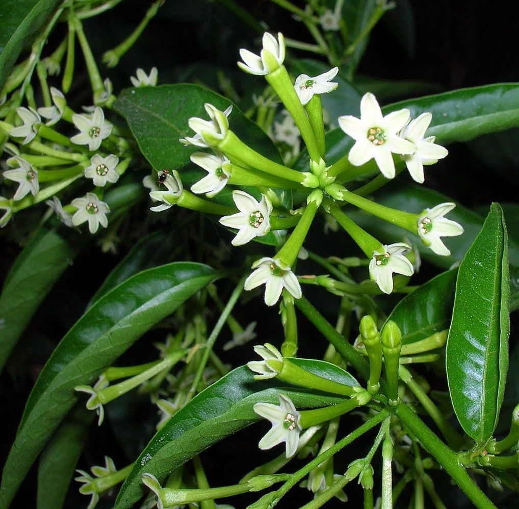 snake raat ki rani plant Buy Raat Rani