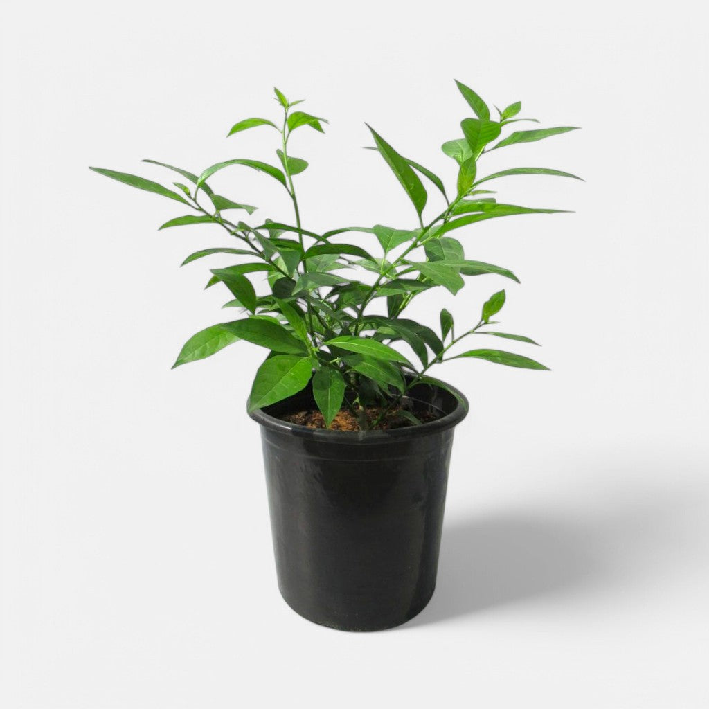Raat Rani Plant - Night Blooming Jasmine