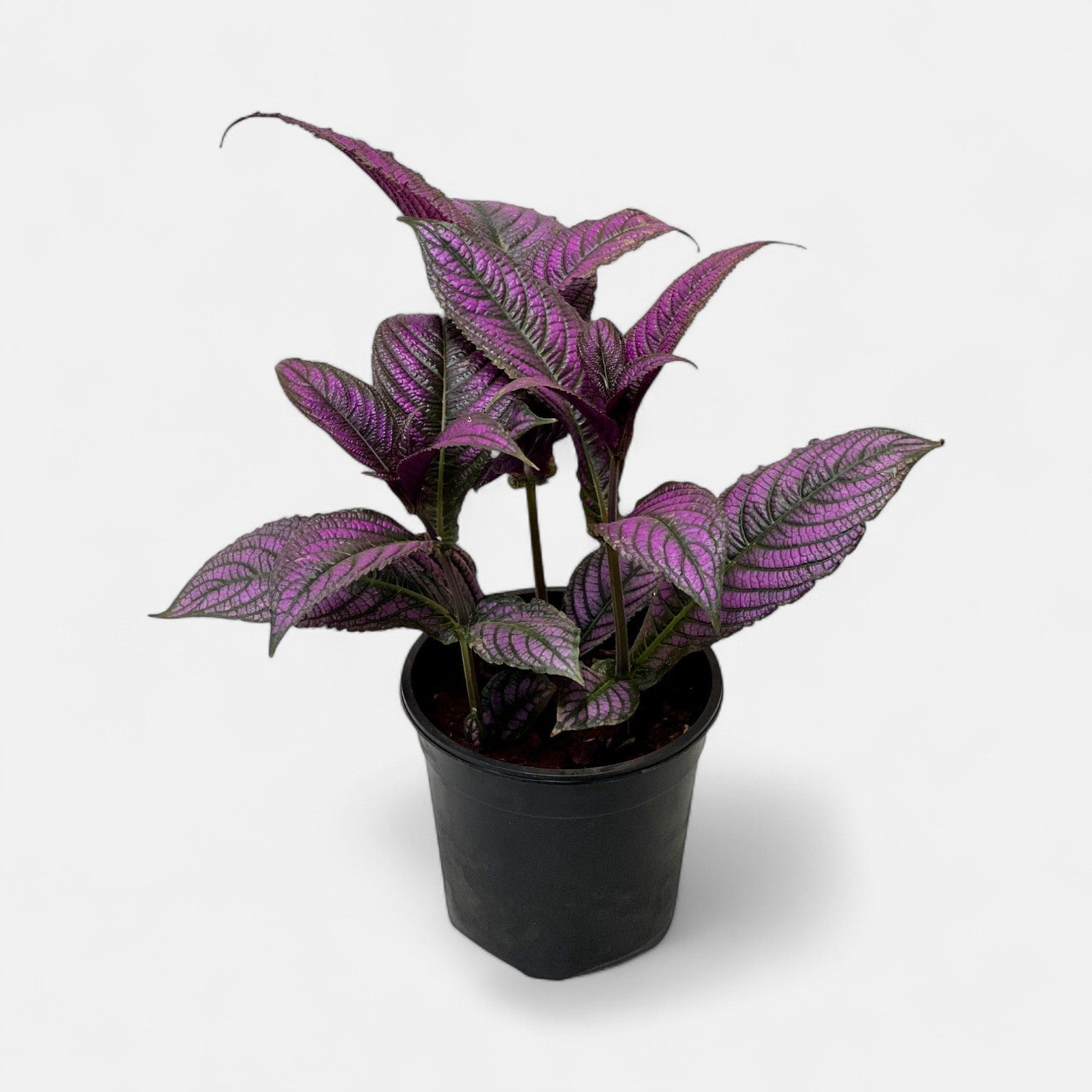 Peacock Plant, Persian Shield - Strobilanthes Dyerianus