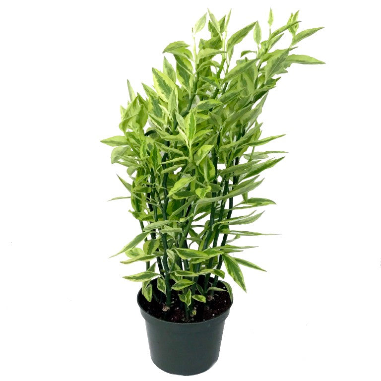 is pedilanthus an indoor plant Buy Pedilanthus Variegated Plant online at best price