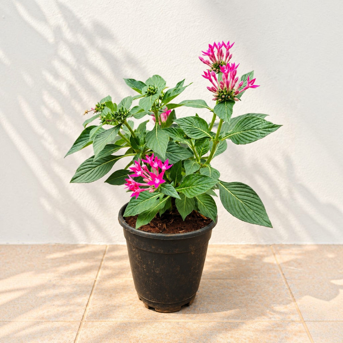 Pentas Pink Plant | 5" Inch Pot Included