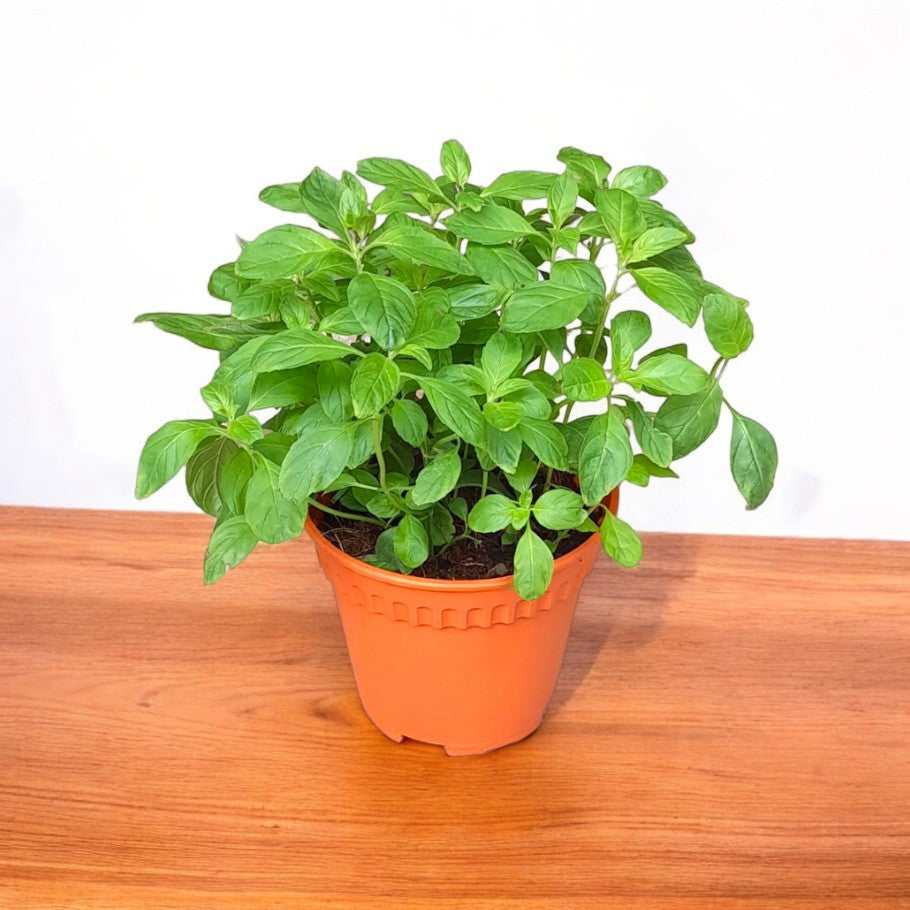 indoor peppermint plant Buy peppermint plant online at best price from plantsguru