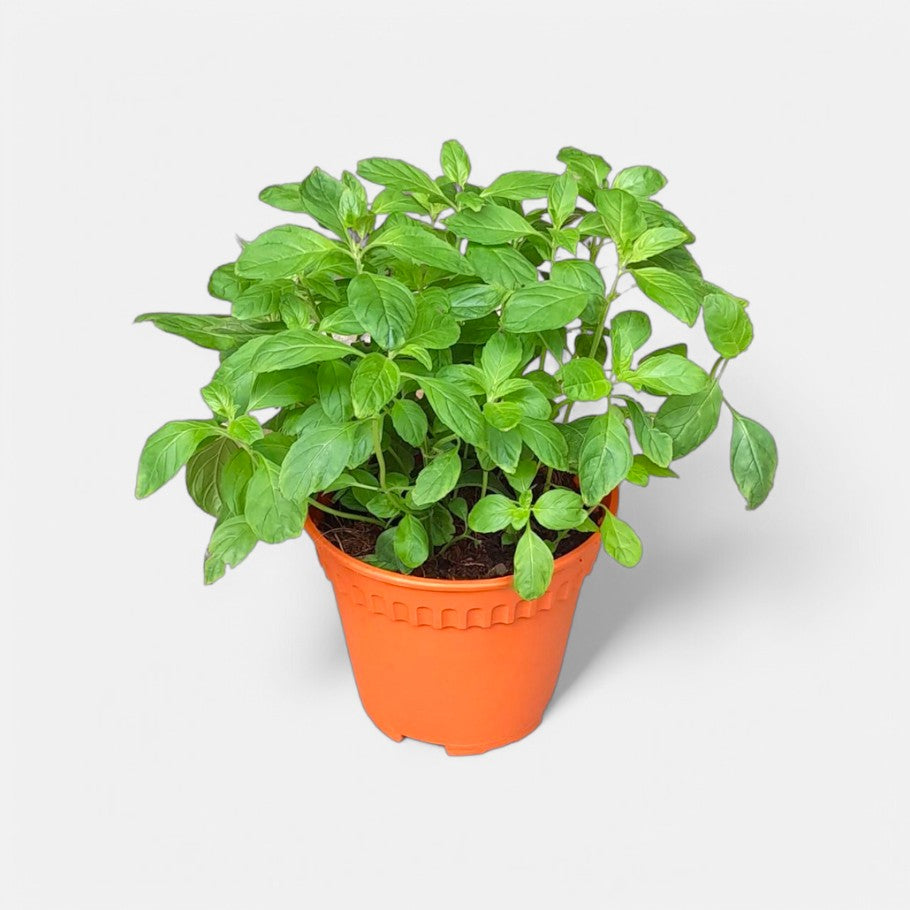 Peppermint Plant