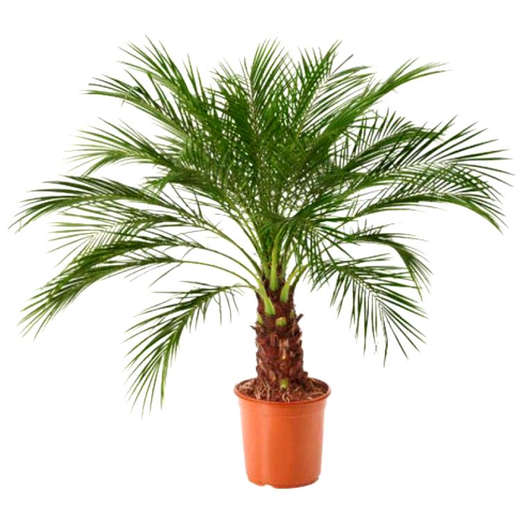 plant phoenix palm Buy Phoenix Palm Plant
