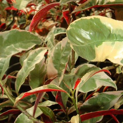 Eranthemum Tricolor Plant