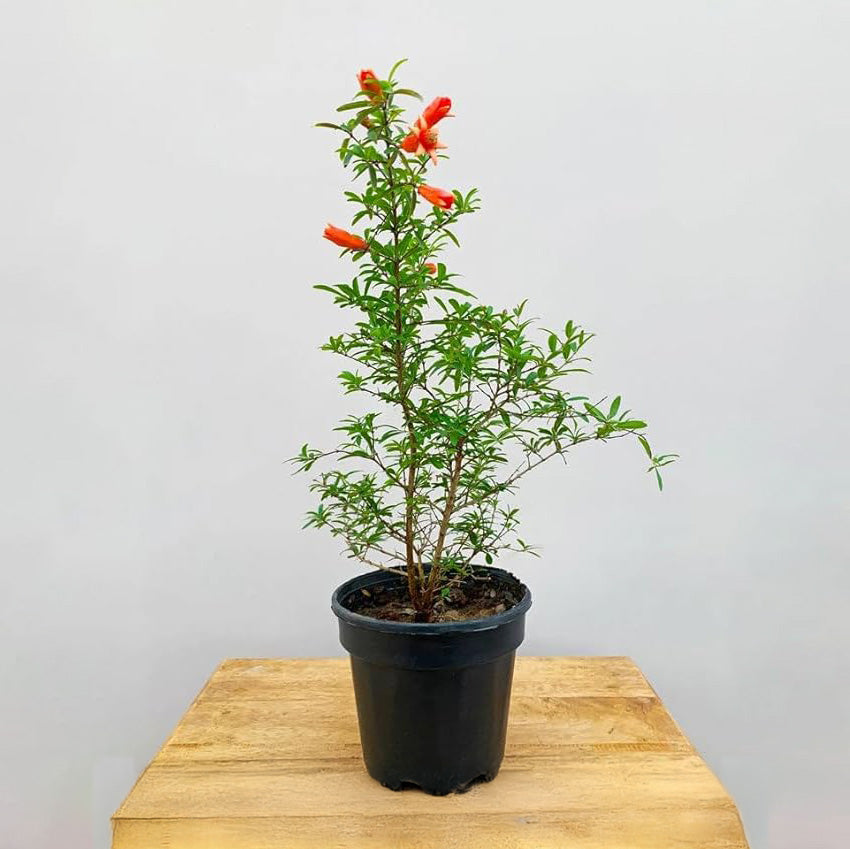 Pomegranate - Anar Fruit Plant | High Yield Variety