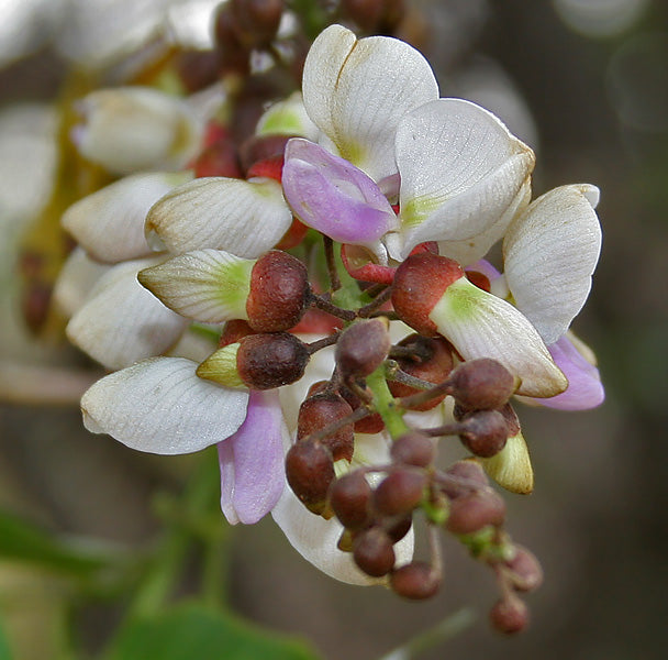 Karanj Plant - Pongamia Pinnata