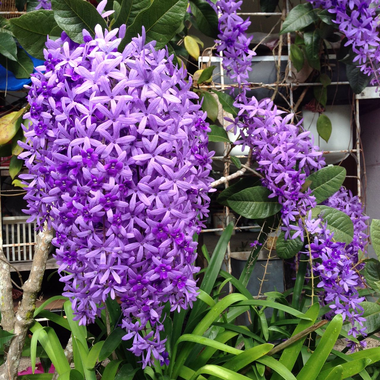 Sandpaper vine flower Plant | 2–3 feet tall | Petrea Volubilis | Purple Wreath