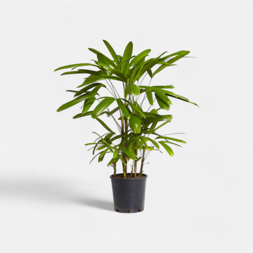 Rhapis Palm - Lady Palm Plant