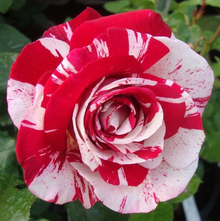 Rose "Rock & Roll" Plant in 6&
