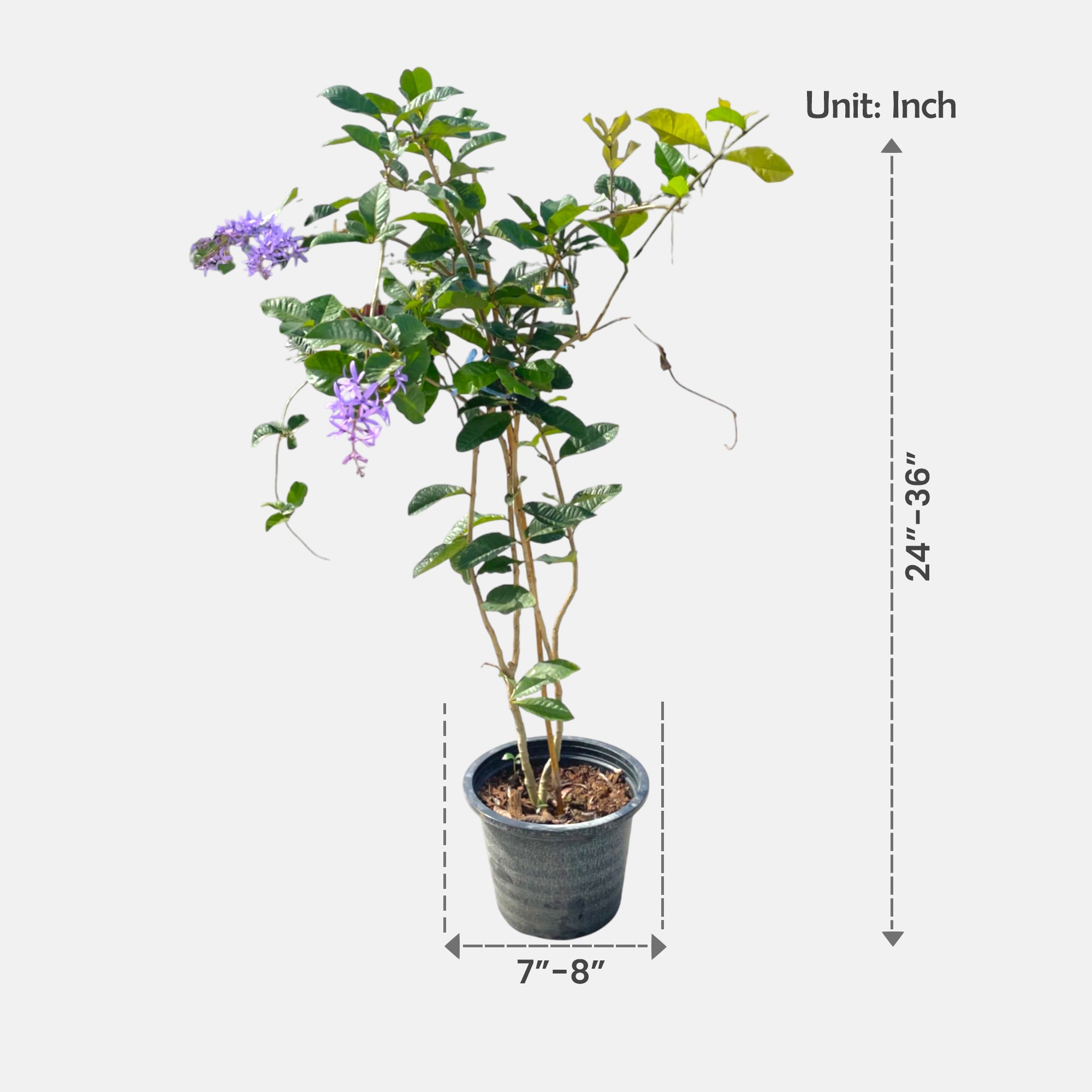 Sandpaper vine flower Plant | 2–3 feet tall | Petrea Volubilis | Purple Wreath