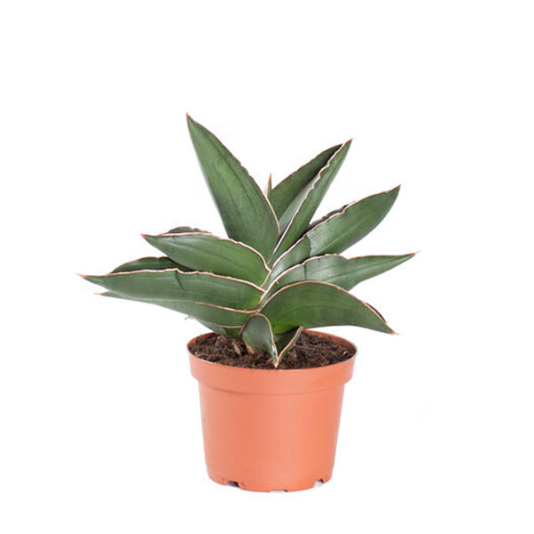 samurai snake plant care Buy Sansevieria Samurai Dwarf, Snake Plant online at best price