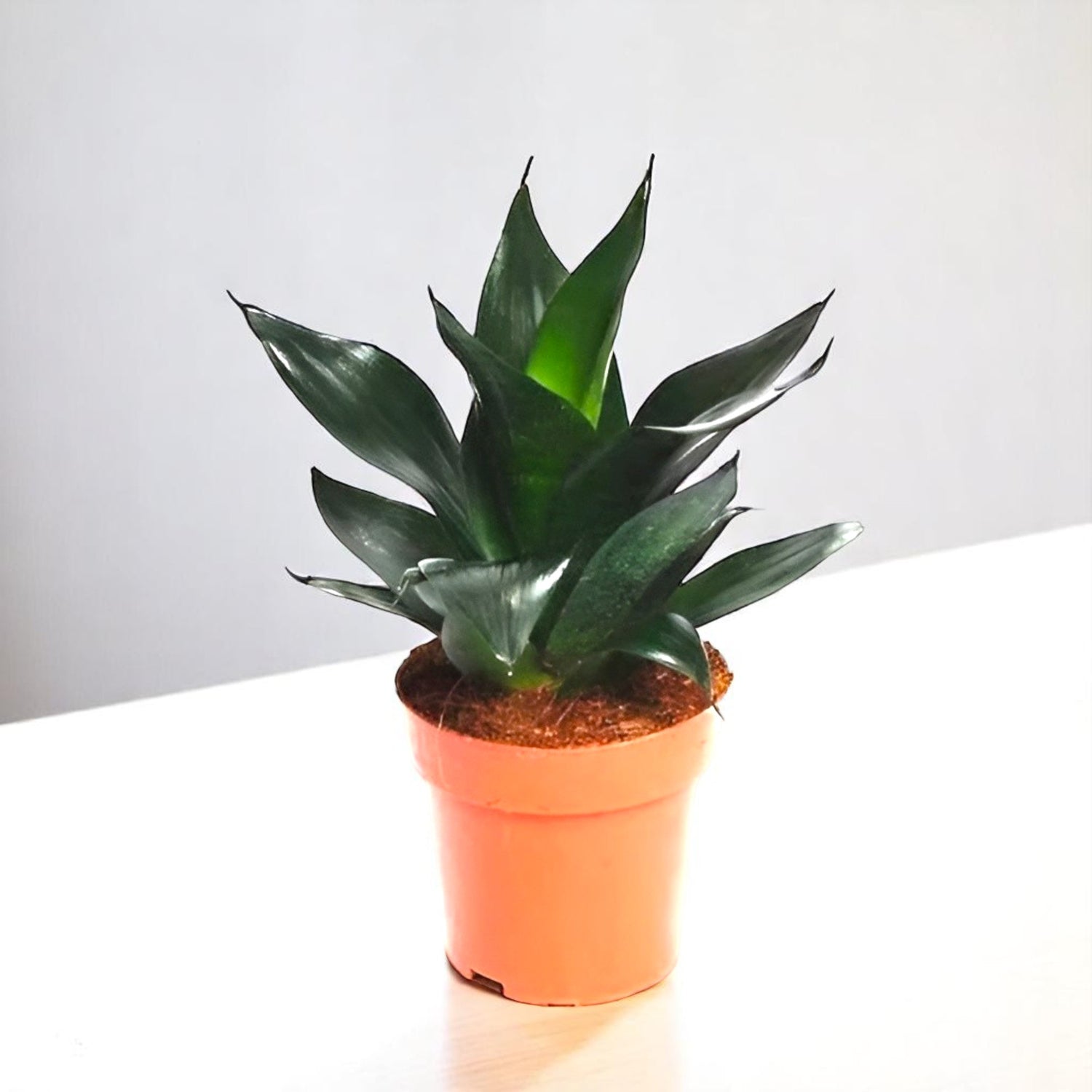 Sansevieria Black Dragon - Snake Plant