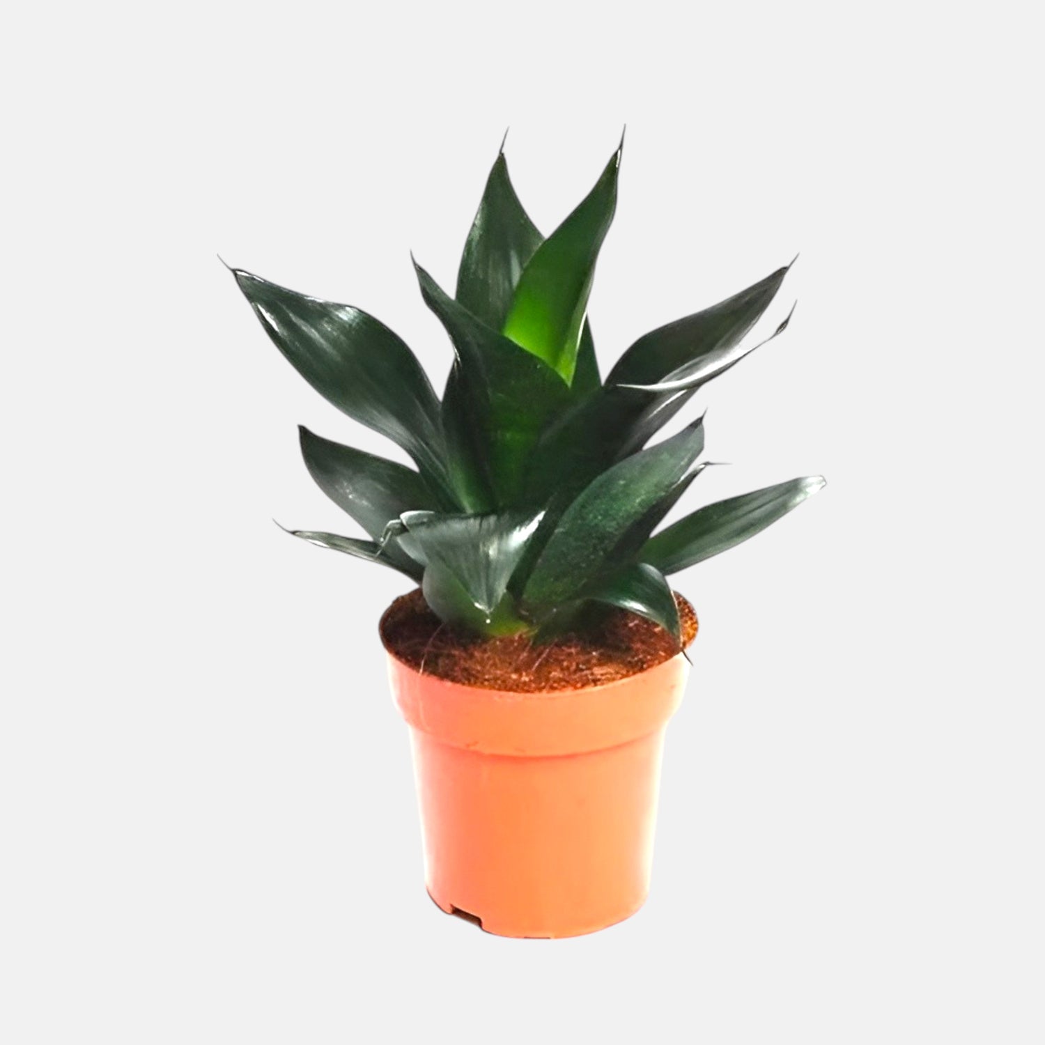 Sansevieria Black Dragon - Snake Plant