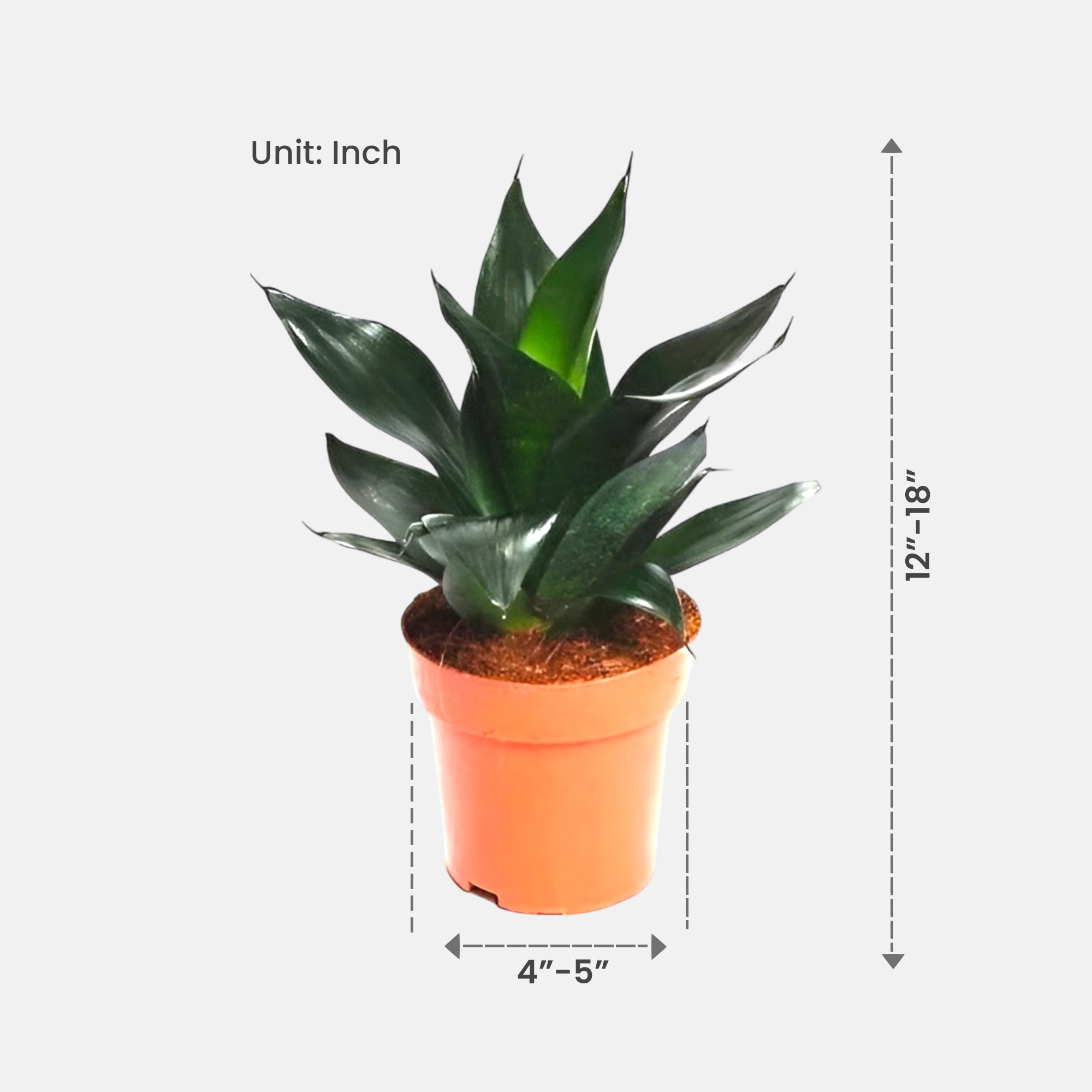 Sansevieria Black Dragon - Snake Plant