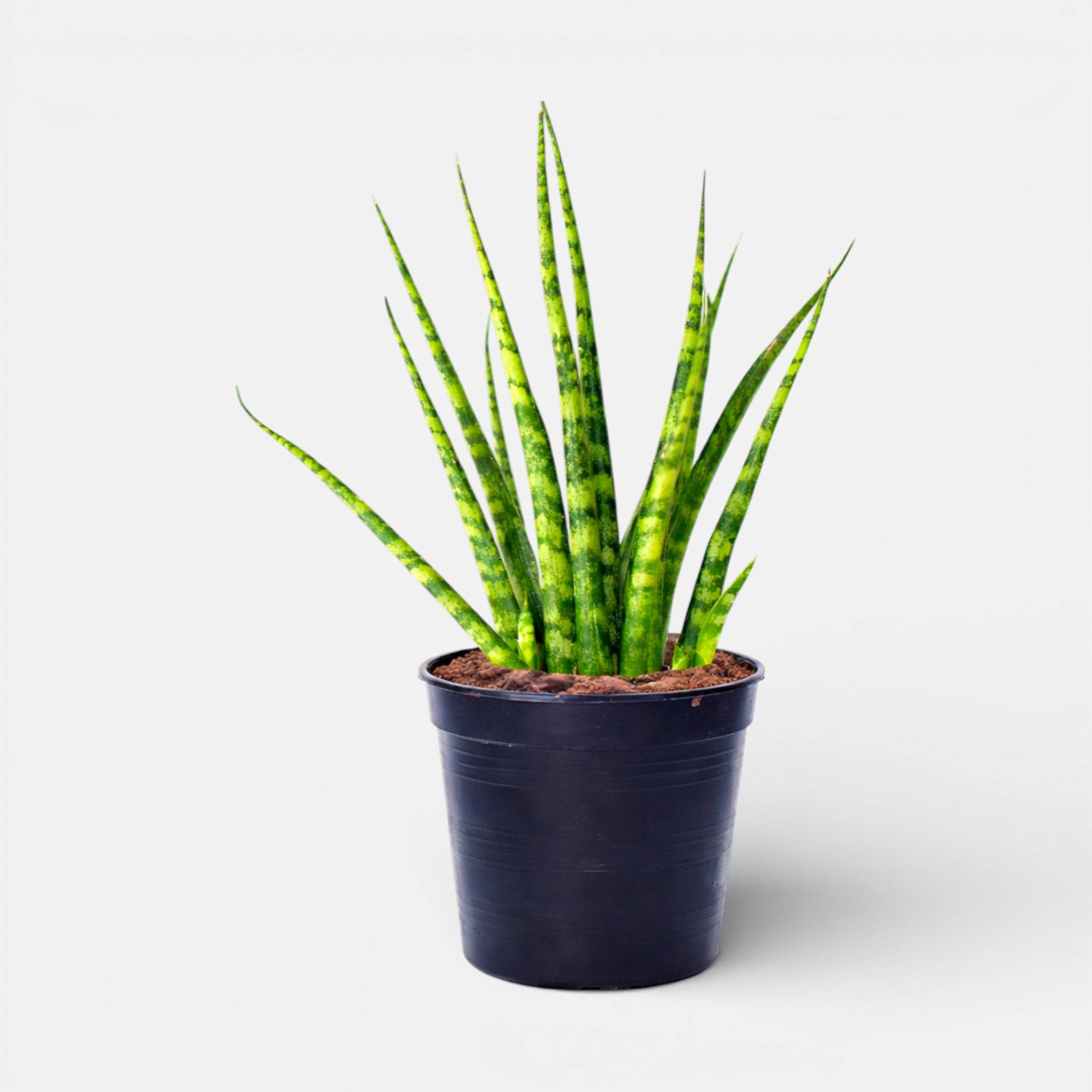 Sansevieria Cylindrica Snake Tail Plant