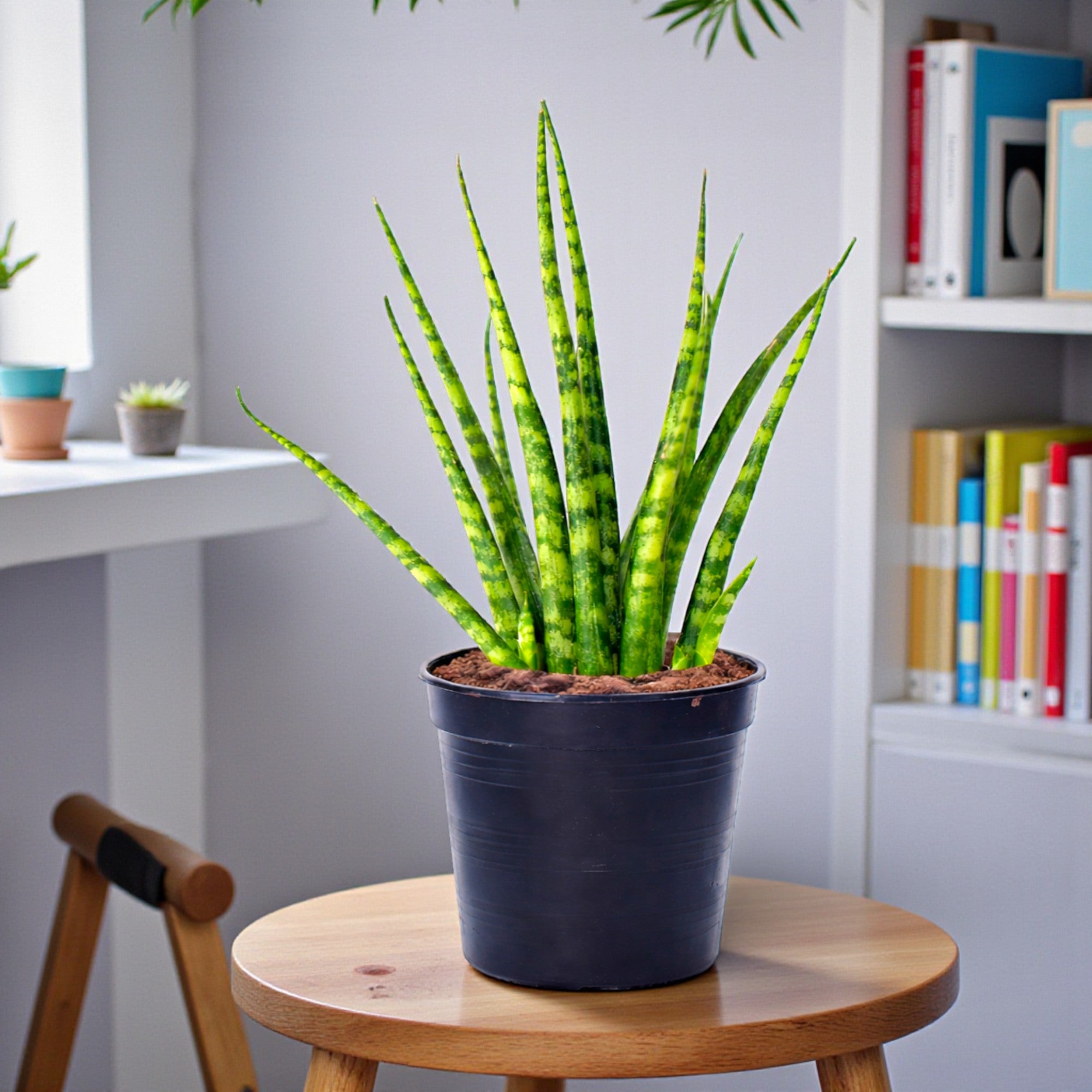 Sansevieria Cylindrica Snake Tail Plant