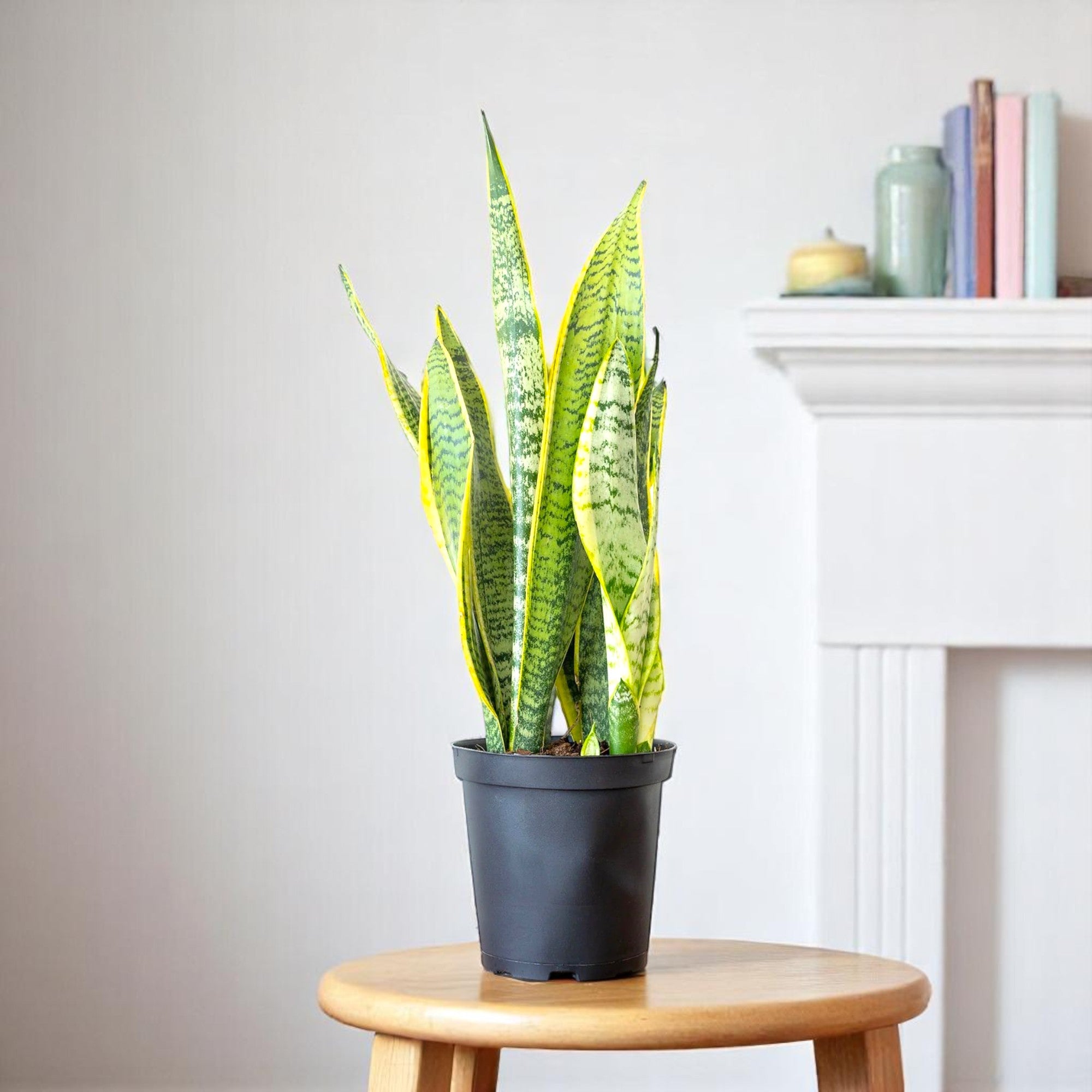 varigated snake plant Buy Sansevieria Golden, Snake Plant online at best price