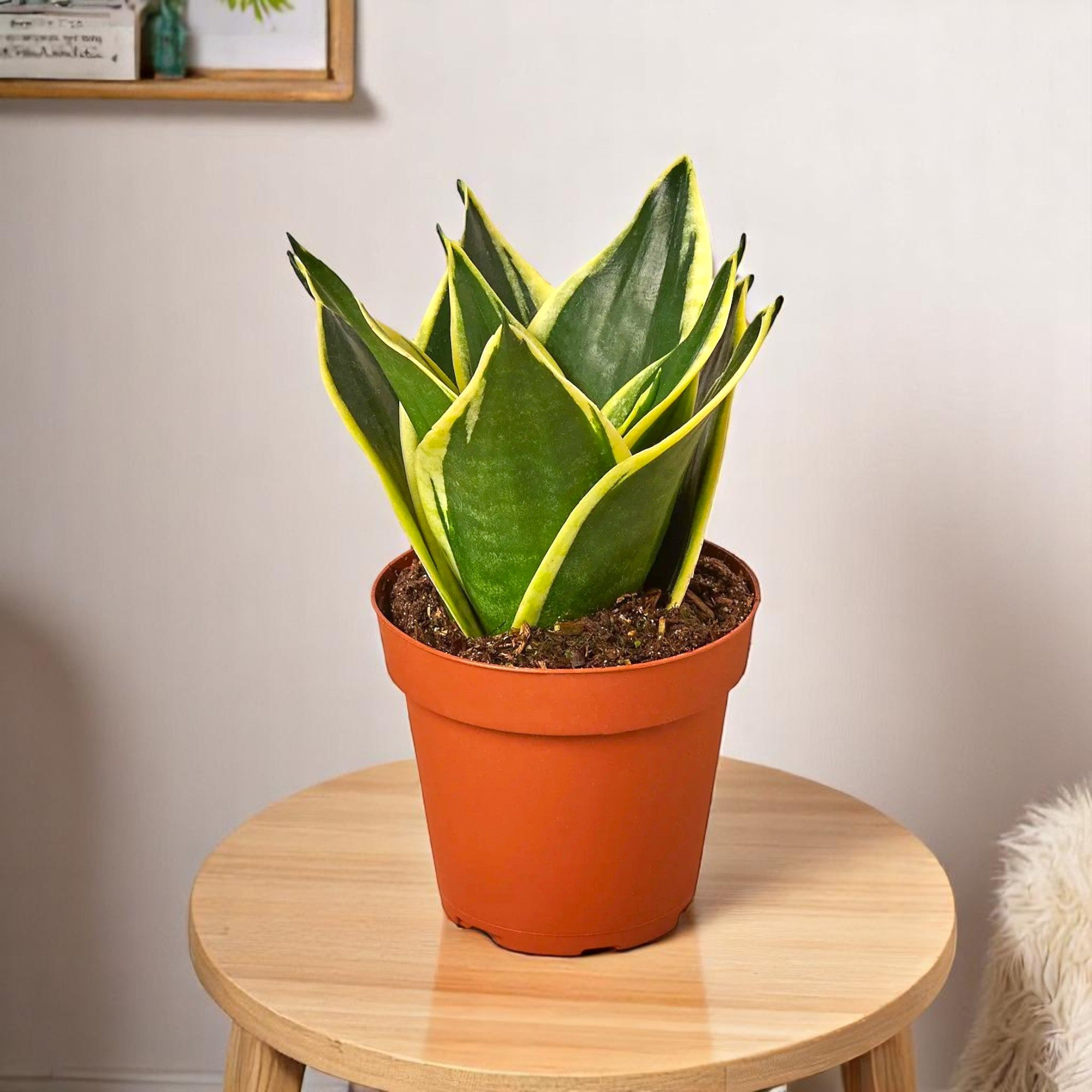 snake plant on table Buy Sansevieria Trifasciata Dwarf