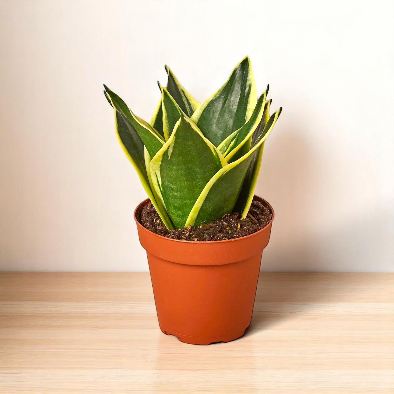Sansevieria Trifasciata Dwarf - Snake Plant