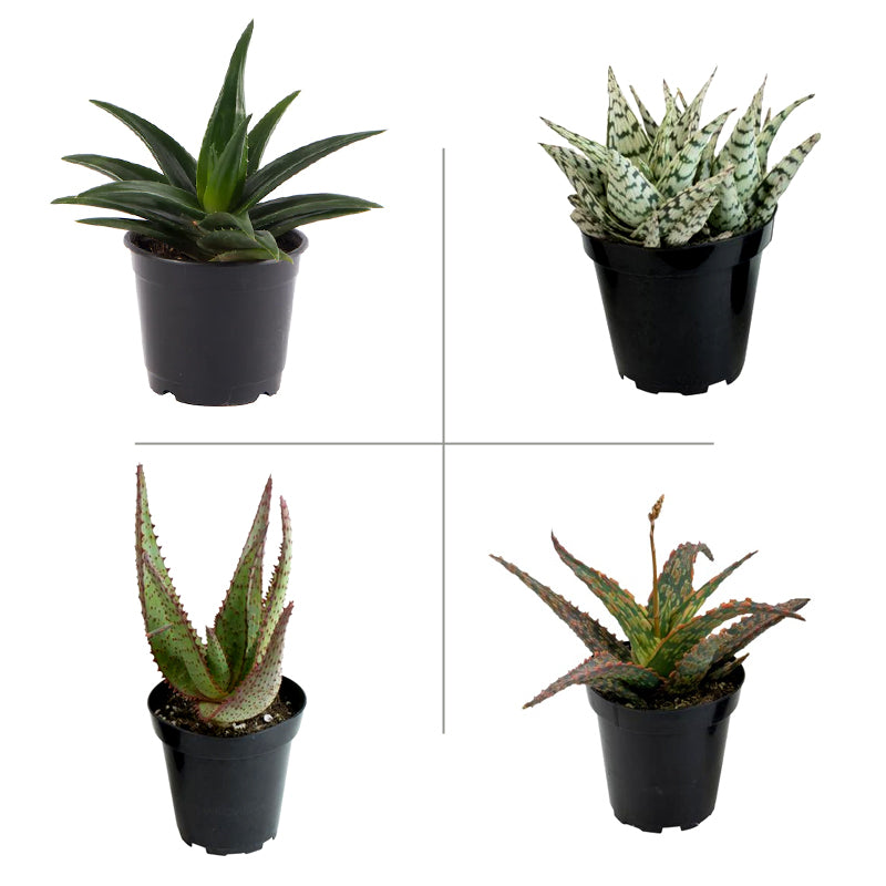 succulent aloe vera types Buy Aloe Succulent Plant (Pack of 4 Varieties) online at best price