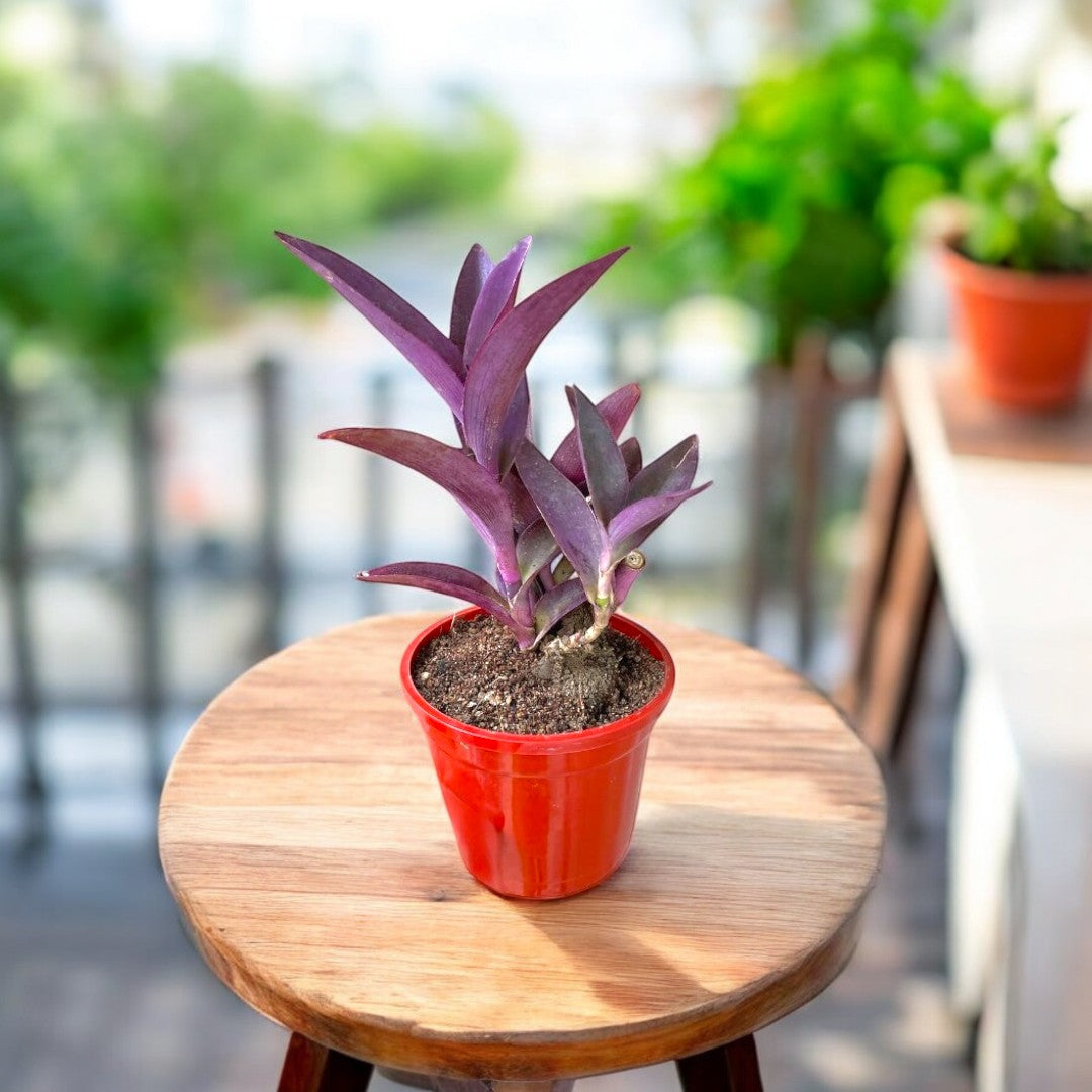 purpurea succulent Buy Setcreasea Purpurea Plant