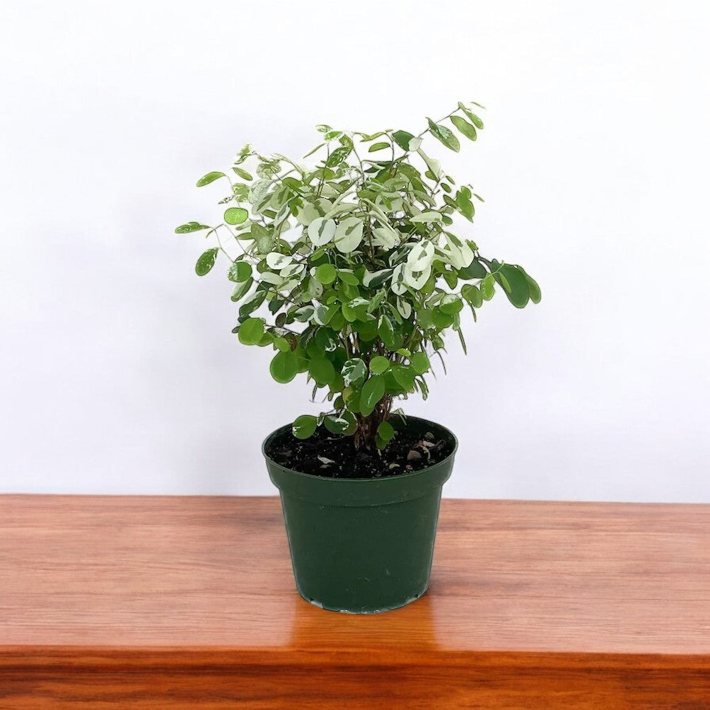 snow bush house plant Buy Snow Bush Plant, Breynia Disticha online at best price