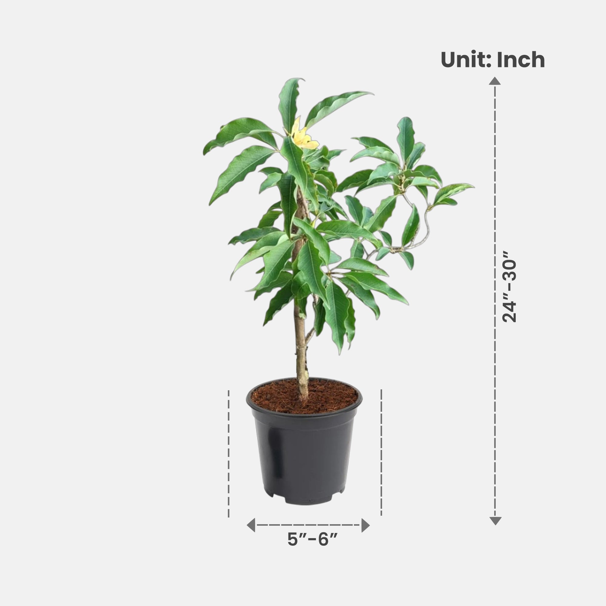 Sonchafa Plant (grafted) - Son Champa, Michelia Champa