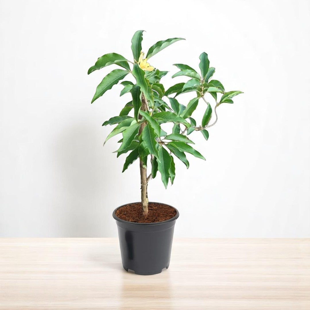 Sonchafa Plant (grafted) - Son Champa, Michelia Champa