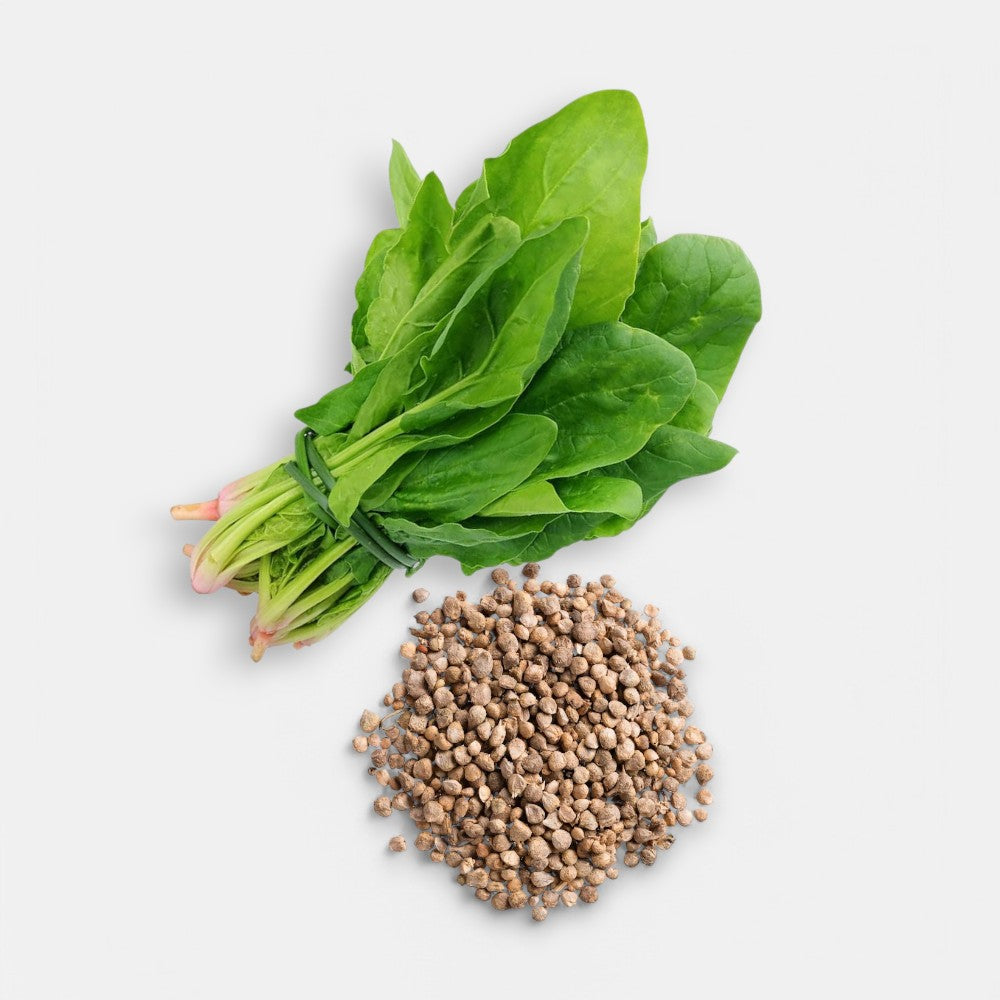spinach seeds for planting Buy spinach palak seeds 7gm online at best price