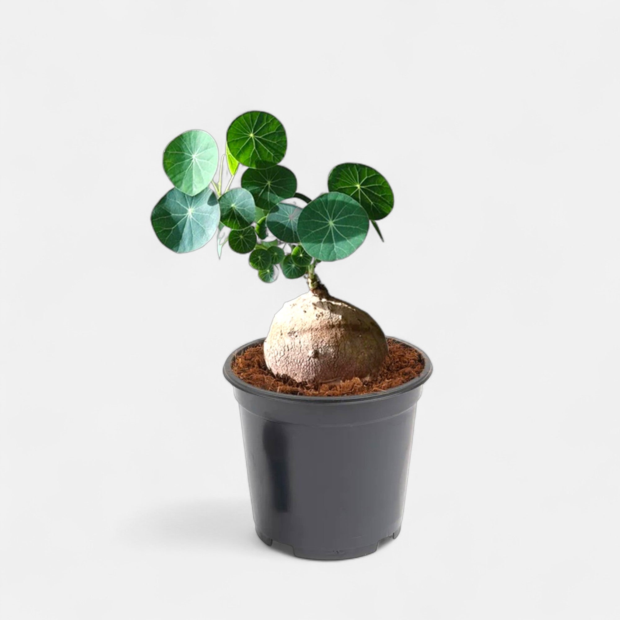 Stephania Erecta Plant