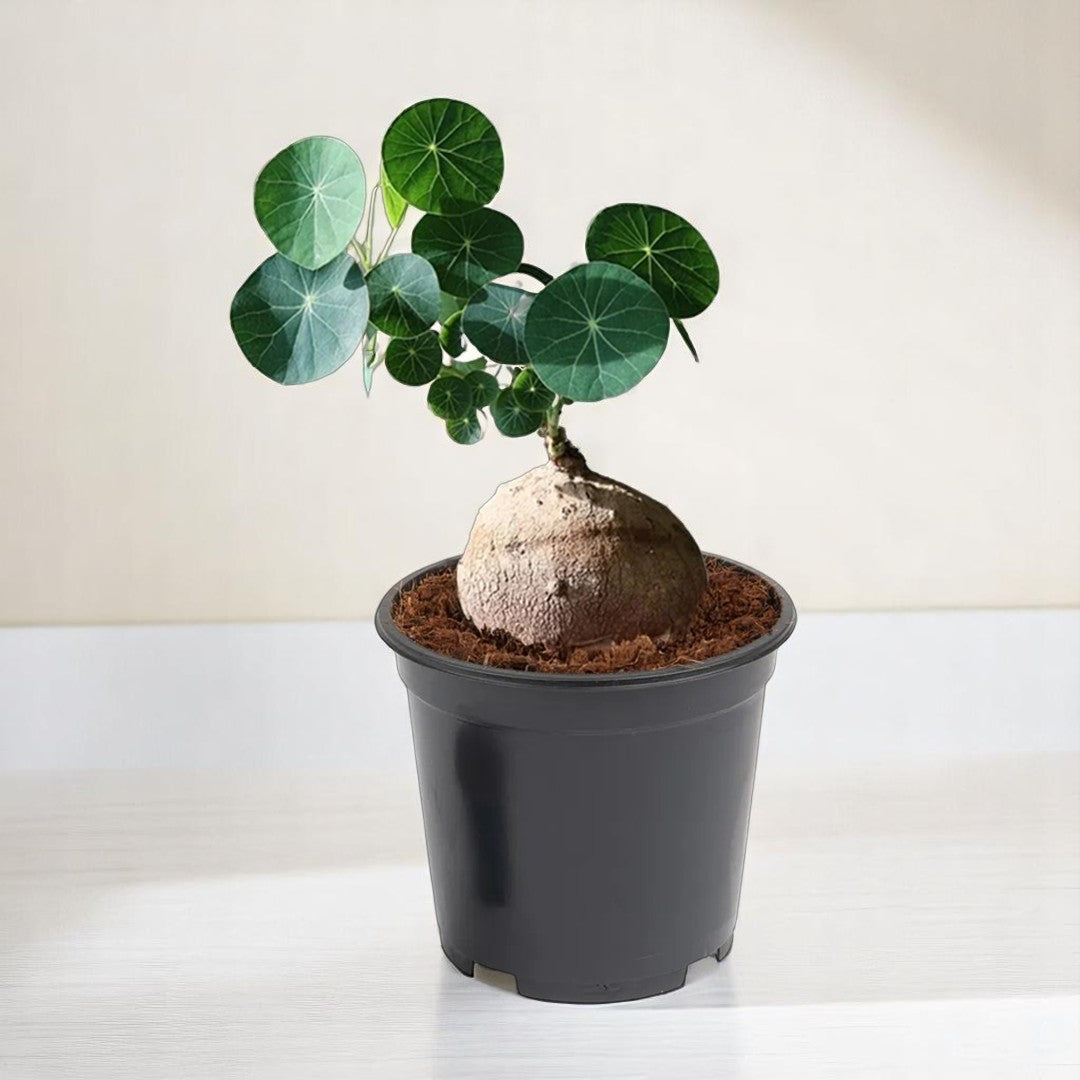 Stephania Erecta Plant