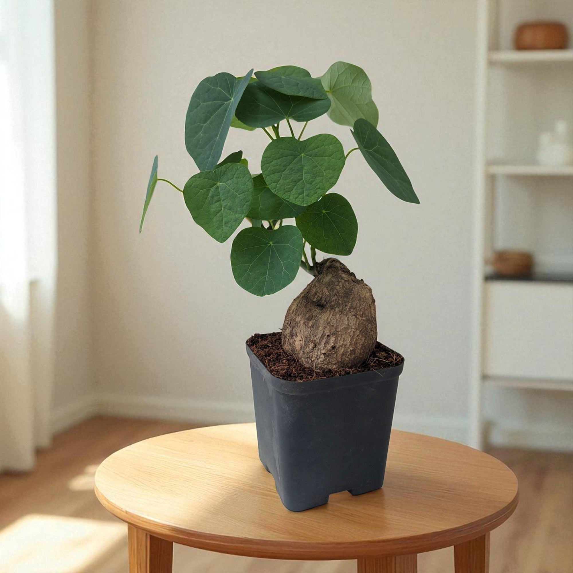 Stephania Erecta Plant