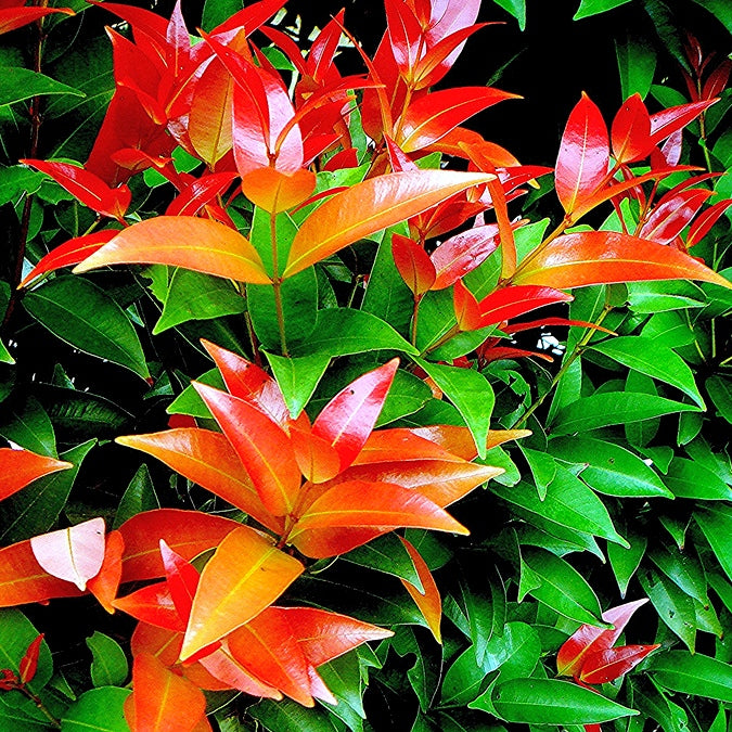 Christina Plant