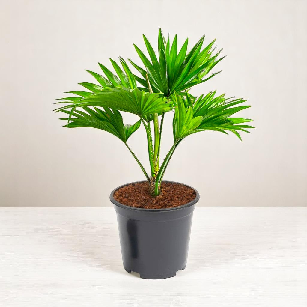 Table Palm - Umbrella Palm Plant