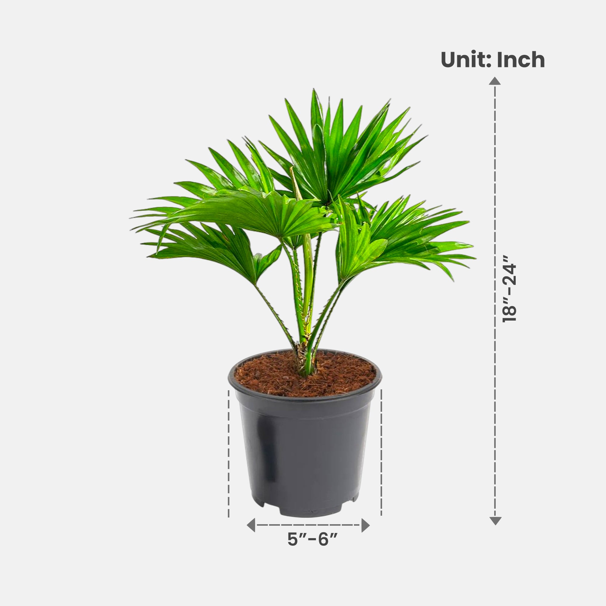 Table Palm - Umbrella Palm Plant
