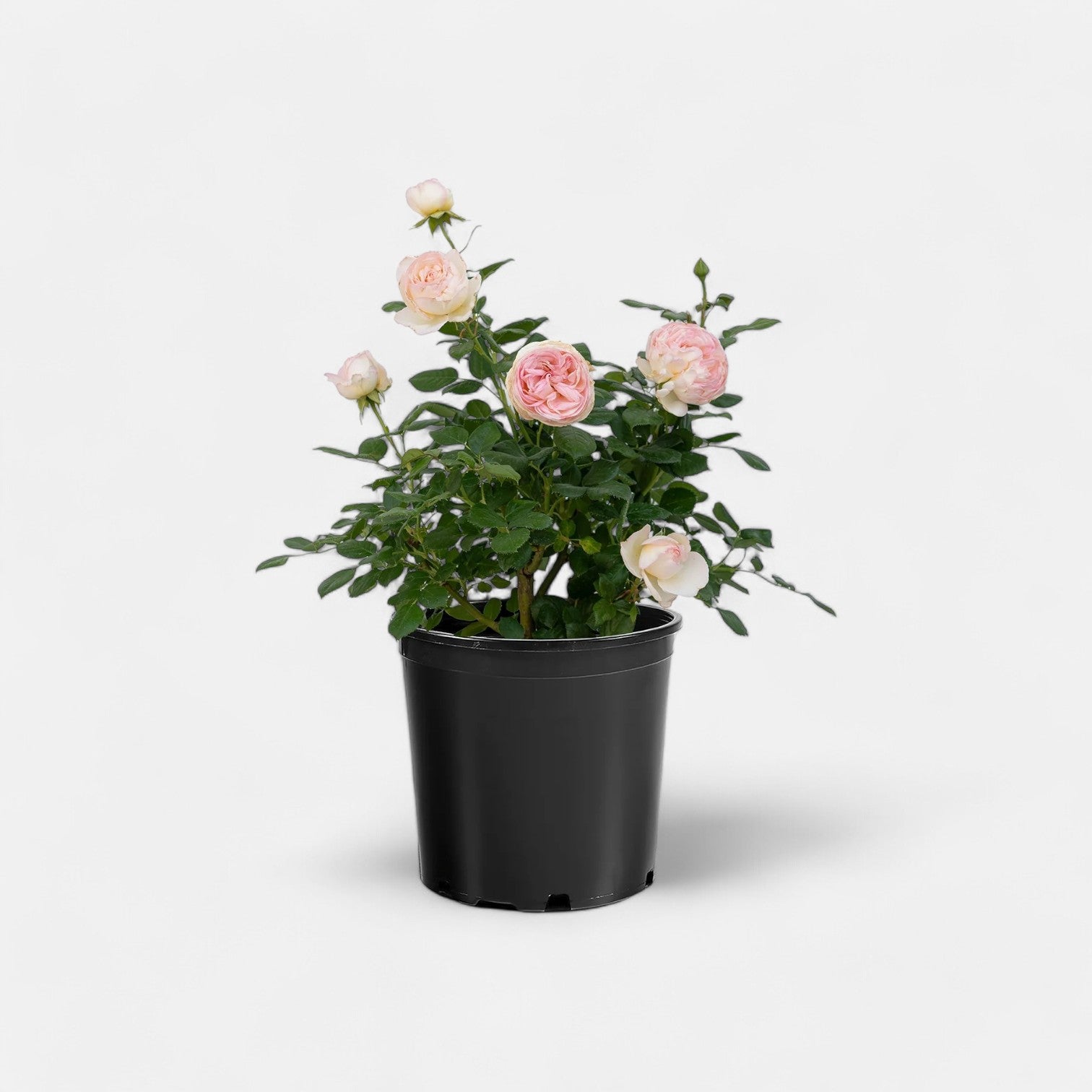 Pink Summer Snow Rose