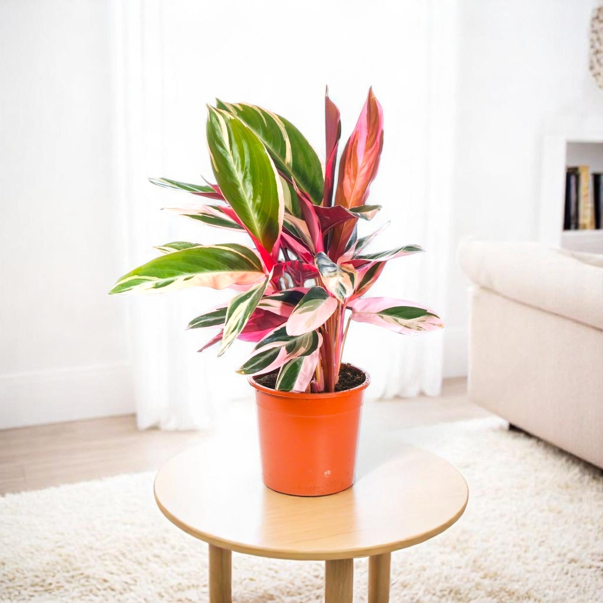 Marantha Triostar plant